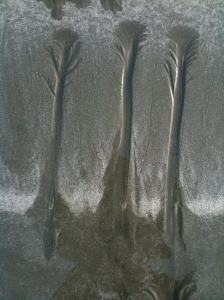 Three Tofino Trees in the Sand